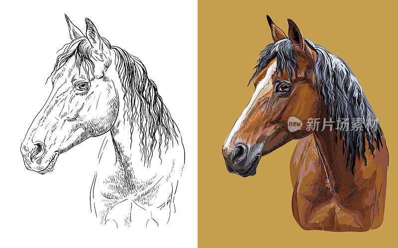 Vector illustration portrait of young bay horse